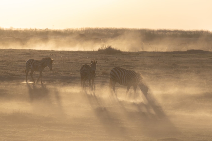 Documentaire sécheresse - photo de zèbres dans la poussière de la rivière linyanti au Botswana