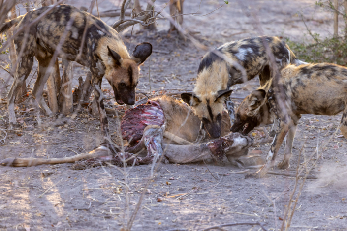 documentaire animalier au Botswana - lycaons luttent contre la sécheresse