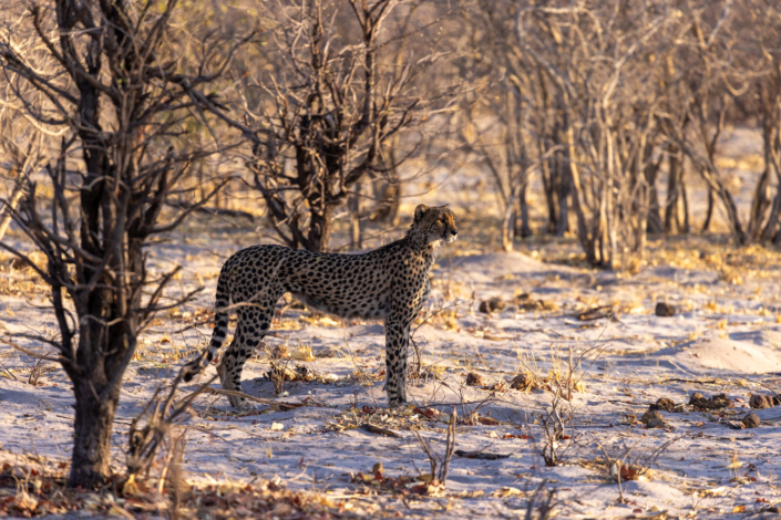 Photoreportage sur la sécheresse au Botswana - un guépard tente de chasser pour se nourrir