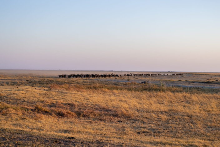 Réchauffement climatique au Botswana - Un troupeau de buffles se dirige vers un point d'eau