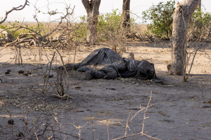 Réchauffement climatique - éléphant mort de déshydratation à cause du déréglement climatique au Botswana