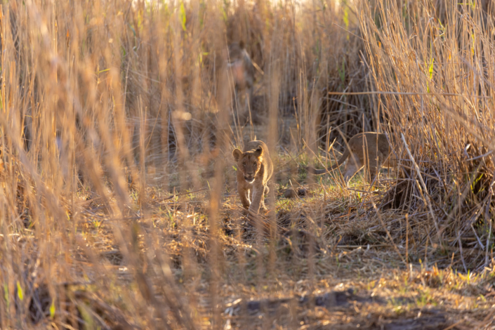 Documentaire animalier - un lionceau lutte contre la sécheresse de l'Afrique australe