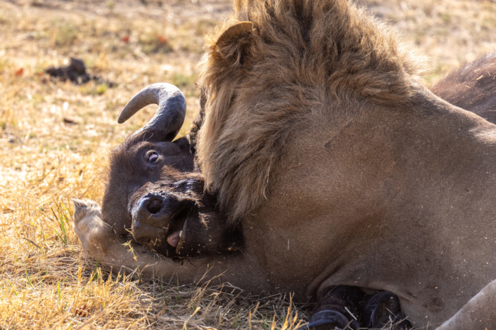 Photoreportage - La sécheresse perturbe la chasse des lions