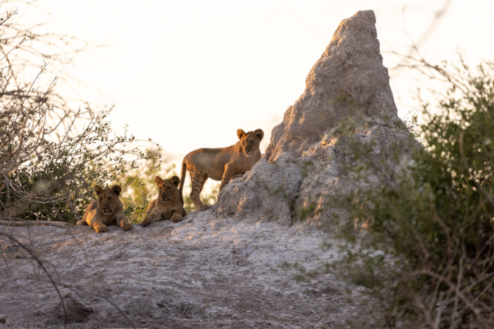 Photographie animalière au Botswana - Trois lions prépare une chasse en pleine sécheresse