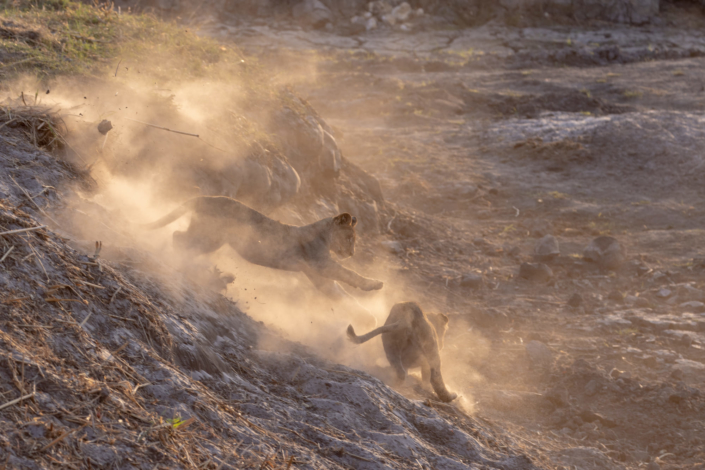 Documentaire animalier - Des lions joue dans la sécheresse du Botswana provoquée par le réchauffement climatique