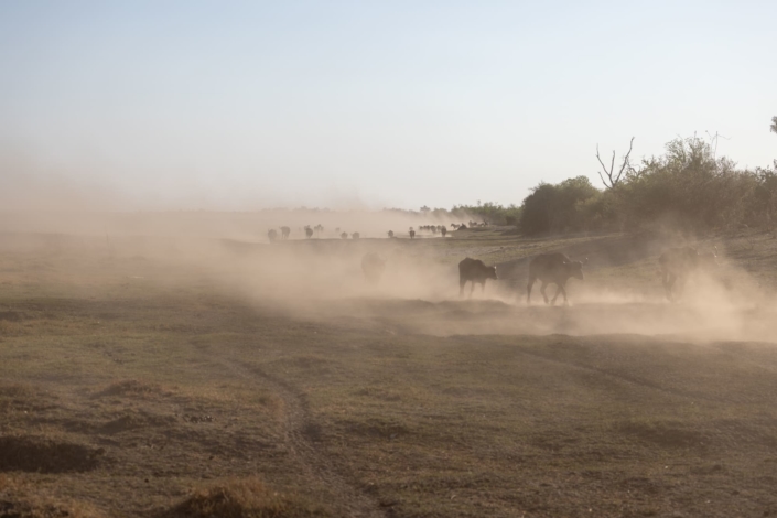 Reportage Botswana - des buffles dans la rivière Linyanti asséchée par le global warliing