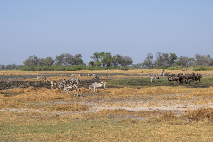 Documentaire Botswana - photo de zèbres et gnous sur un point d'eau asséché par le dérèglement climatique