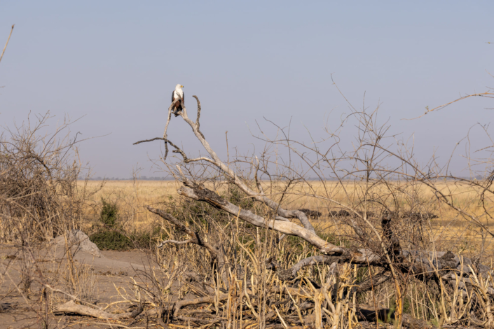 Reportage écologique - Un aigle pécheur victime du réchauffement climatique en Afrique australe