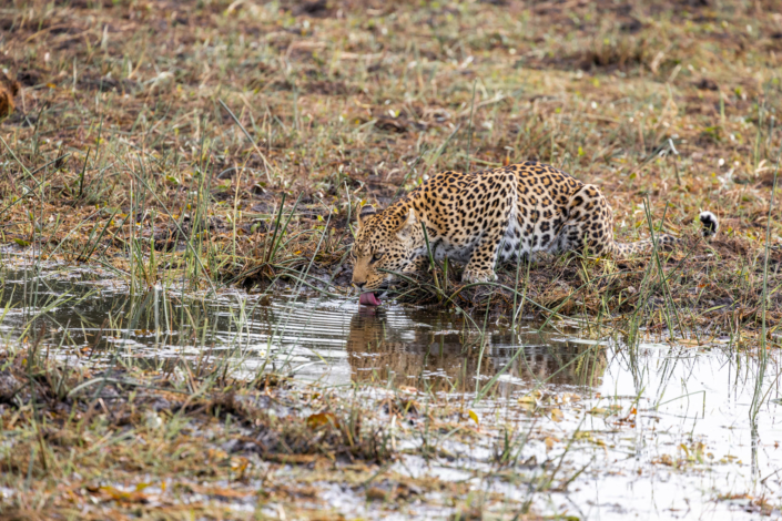 Sécheresse au Botswana - Un Léopard cherche un trou d'eau - Reportage animalier