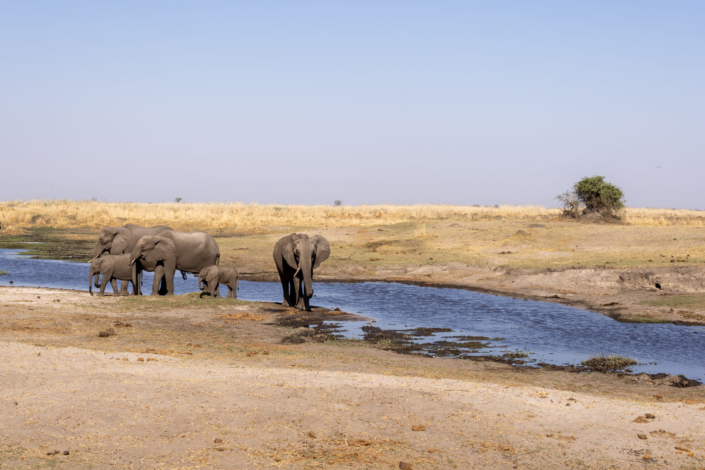 Canicule au Botswana - Les éléphants manquent d'eau - Photoreportage