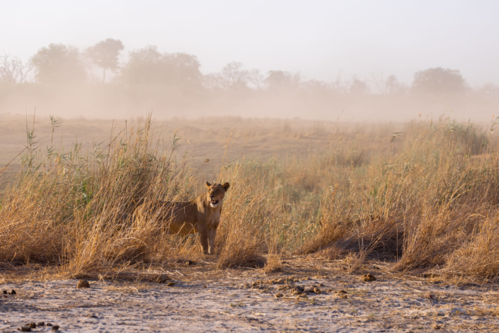 Reportage sur le réchauffement climatique - un lion perdu dans la sécheresse du réchauffement climatique au Botswana