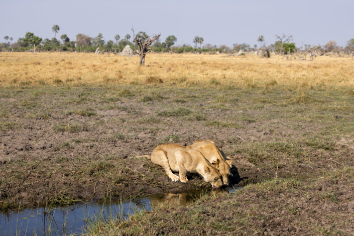 Photojournalisme au Botswana - lions assoiffés à cause du global warming