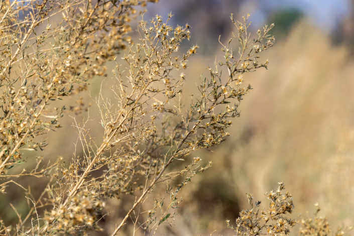 Sécheresse au Botswana - Photo de fleurs cherchant l'eau