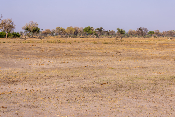 Documentaire sur le global warming - La savane de l'Okavango est asséchée