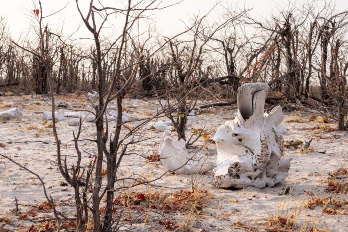 Sécheresse au Botswana, Okavango - Squelette d'un éléphant mort - reportage environnement