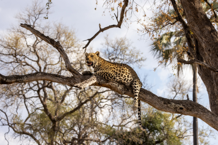 Reportage biodiversité Botswana - Léopard dans un arbre prépare une chasse en pleine sécheresse