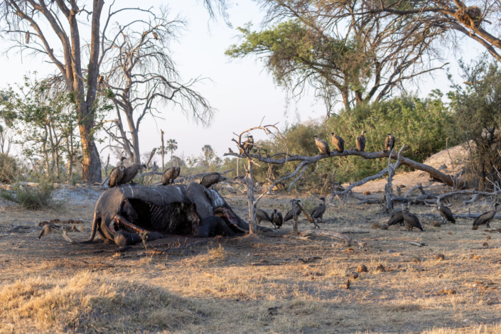 Réchauffement climatique - reportage au Botswana - éléphant mort de déshydratation