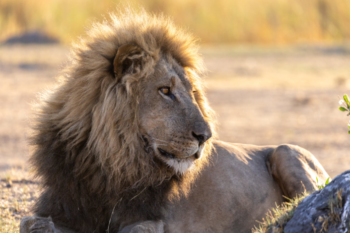 Série animalière - un lion brave le réchauffement climatique au Botswana