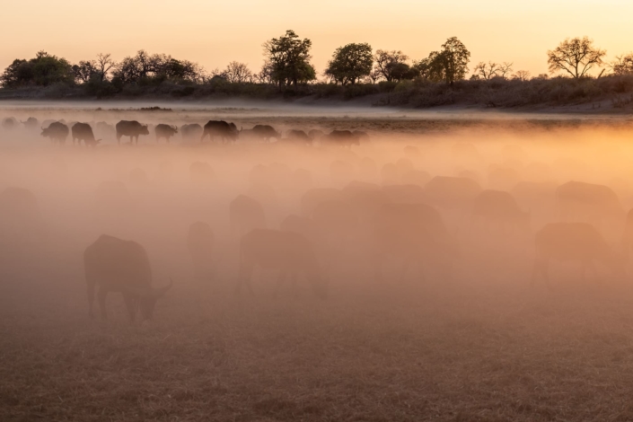 Photographie d'un troupeau de buffles dans la poussière. Le dérèglement climatique explique la sécheresse du Botswana