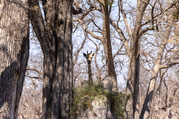 Réchauffement climatique au Botswana - photo d'une girafe à la recherche de feuilles à brouter