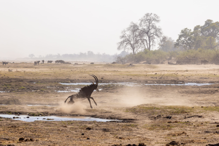 Photo d'une sable antilope dans la rivière asséchée Linyanti au Botswana par le réchauffement climatique