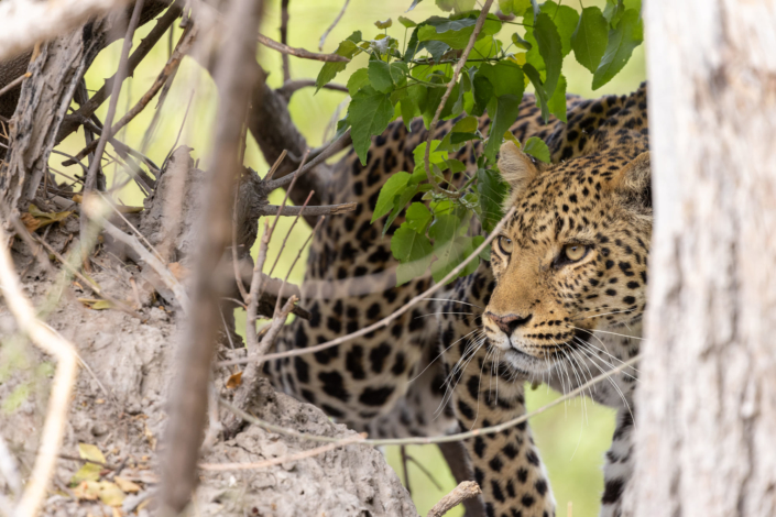 Documentaire animalier au Botswana - léopard à l'ombre luttant contre la sécheresse