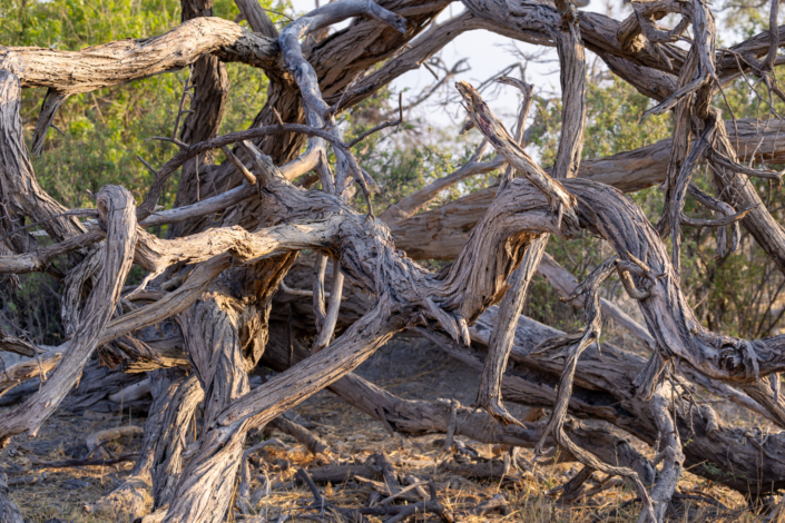 Sécheresse au Botswana - des troncs d'arbres sec à cause du réchauffement climatique