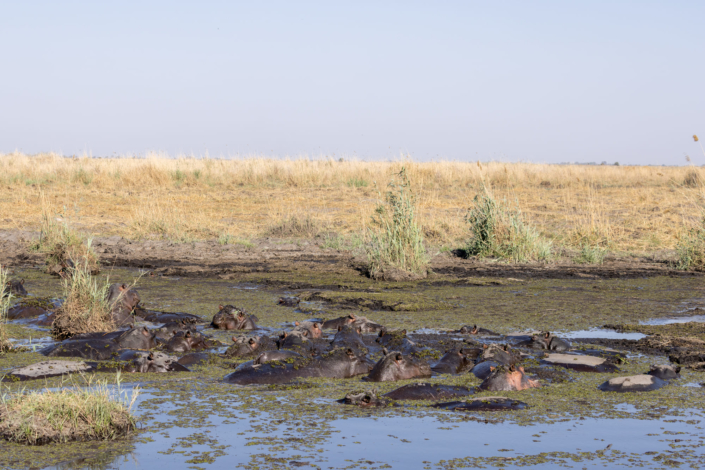 Reportage sur le global warming - les hypopotames sont entassés dans un trou d'eau presque à sec